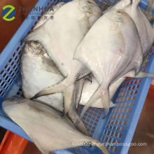 Frozen Style and Fish Product Type frozen white pomfret fish
Frozen Style and Fish Product Type frozen white pomfret fish